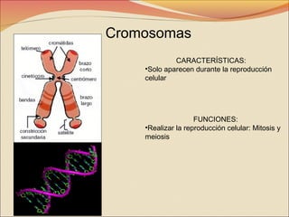 Cromosomas
CARACTERÍSTICAS:
•Solo aparecen durante la reproducción
celular

FUNCIONES:
•Realizar la reproducción celular: Mitosis y
meiosis

 