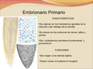 Embrionario Primario
CARACTERÍSTICAS:
•Se originan en los meristemos apicales de la
radícula y del vástago de la semilla.
•Se ubican en los extremos de raíces, tallos y
yemas.
•Son: protodermis,meristema fundamental y
procambium
FUNCIONES:
•Dar origen a los demás tejidos
•Hacen crecer a la planta en longitud

 