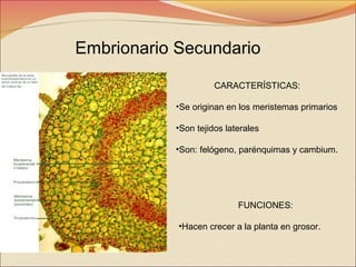 Embrionario Secundario
CARACTERÍSTICAS:
•Se originan en los meristemas primarios
•Son tejidos laterales
•Son: felógeno, parénquimas y cambium.

FUNCIONES:
•Hacen crecer a la planta en grosor.

 