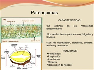 Parénquimas
CARACTERÍSTICAS:
•Se
originan
fundamentales

en

los

meristemas

•Sus células tienen paredes muy delgadas y
flexibles.
•Son: de cicatrización, clorofílico, acuífero,
aerífero y de reserva
FUNCIONES:
•Fotosíntesis
•Respiración
•Asimilación
•Reserva
•Reparación de heridas

 