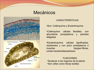 Mecánicos
CARACTERÍSTICAS:
•Son: Colénquima y Esclerénquima
•Colénquima: células flexibles, con
abundante protoplasma y paredes
delgadas
•Esclerénquima: células lignificadas,
resistentes y con poco protoplasma o
muertas
(largas=fibras,
cortas=esclereidas/petreas)
FUNCIONES:
•Sostener a los órganos de la planta
•Son útiles como fibras textiles

 