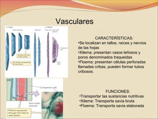 Vasculares
CARACTERÍSTICAS:
•Se localizan en tallos, raíces y nervios
de las hojas
•Xilema: presentan vasos leñosos y
poros denominados traqueidas
•Floema: presentan células perforadas
llamadas cribas, pueden formar tubos
cribosos.

FUNCIONES:
•Transportar las sustancias nutritivas
•Xilema: Transporta savia bruta
•Floema: Transporta savia elaborada

 