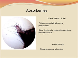 Absorbentes
CARACTERÍSTICAS:
•Tejidos especializados muy
permeables.
•Son: rizodermis, pelos absorventes y
velamen radical

FUNCIONES:
•Absorber agua y minerales

 