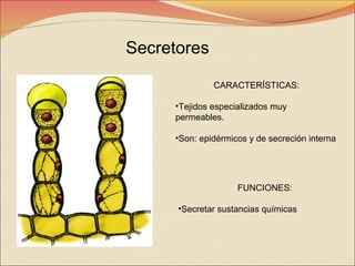 Secretores
CARACTERÍSTICAS:
•Tejidos especializados muy
permeables.
•Son: epidérmicos y de secreción interna

FUNCIONES:
•Secretar sustancias químicas

 