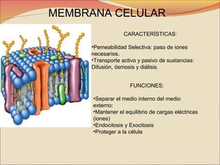MEMBRANA CELULAR
CARACTERÍSTICAS:
•Pemeabilidad Selectiva: paso de iones
necesarios.
•Transporte activo y pasivo de sustancias:
Difusión, ósmosis y diálisis.
FUNCIONES:
•Separar el medio interno del medio
externo:
•Mantener el equilibrio de cargas eléctricas
(iones)
•Endocitosis y Exocitosis
•Proteger a la célula

 