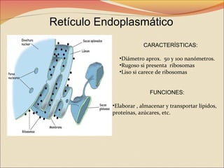 Retículo Endoplasmático
CARACTERÍSTICAS:
•Diámetro aprox. 50 y 100 nanómetros.
•Rugoso si presenta ribosomas
•Liso si carece de ribosomas
FUNCIONES:
•Elaborar , almacenar y transportar lípidos,
proteínas, azúcares, etc.

 