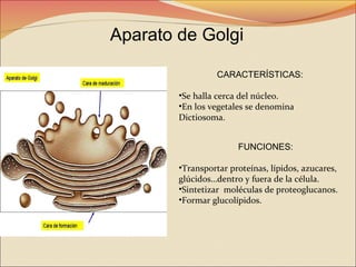 Aparato de Golgi
CARACTERÍSTICAS:
•Se halla cerca del núcleo.
•En los vegetales se denomina
Dictiosoma.
FUNCIONES:
•Transportar proteínas, lípidos, azucares,
glúcidos…dentro y fuera de la célula.
•Sintetizar moléculas de proteoglucanos.
•Formar glucolípidos.

 