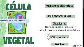 RESERVA PRINCIPAL: Amido
 
