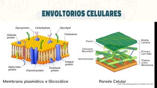 Membrana plasmática e Glicocálice Parede Celular
 