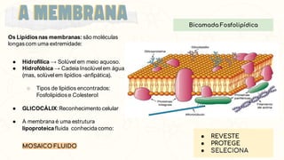 Os Lipídios nas membranas: são moléculas
longas com uma extremidade:
● Hidrofílica → Solúvel em meio aquoso.
● Hidrofóbica → Cadeia Insolúvelem água
(mas, solúvelem lipídios -anfipática).
○ Tipos de lipídios encontrados:
Fosfolipídios e Colesterol
● GLICOCÁLIX:Reconhecimento celular
● A membrana é uma estrutura
lipoproteicafluida conhecida como:
MOSAICO FLUIDO
Bicamada Fosfolipídica
● REVESTE
● PROTEGE
● SELECIONA
SELECIONA
 