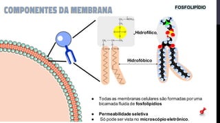 ● Todas as membranas celulares são formadas poruma
bicamada fluida de fosfolipídios
● Permeabilidade seletiva
● Só pode ser vista no microscópio eletro
̂ nico.
Hidrofóbico
Hidrofílico
FOSFOLIPÍDIO
 