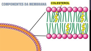 COLESTEROL
 