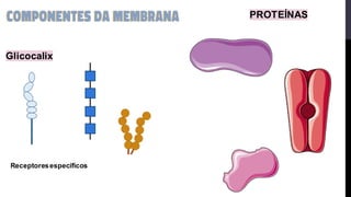 PROTEÍNAS
Glicocalix
Receptoresespecíficos
 