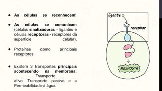 ● As células se reconhecem!
● As células se comunicam
(células sinalizadoras - ligantes e
células receptoras - receptores da
superfície celular).
● Proteínas como principais
receptores
● Existem 3 transportes principais
acontecendo na membrana:
Transporte
ativo, Transporte passivo e a
Permeabilidade à água.
 