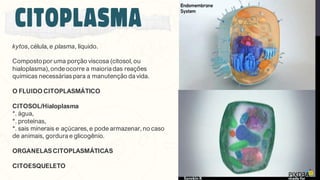 kytos, célula, e plasma, líquido.
Compostopor uma porção viscosa (citosol, ou
hialoplasma), ondeocorre a maioria das reações
químicas necessárias para a manutenção da vida.
O FLUIDO CITOPLASMÁTICO
CITOSOL/Hialoplasma
*. água,
*. proteínas,
*. sais minerais e açúcares, e pode armazenar, no caso
de animais, gordura e glicogênio.
ORGANELASCITOPLASMÁTICAS
CITOESQUELETO
 