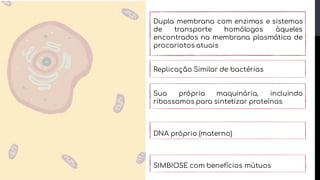 Dupla membrana com enzimas e sistemas
de transporte homólogos àqueles
encontrados na membrana plasmática de
procariotos atuais
Replicação Similar de bactérias
Sua própria maquinária, incluindo
ribossomos para sintetizar proteínas
DNA próprio (materno)
SIMBIOSE com benefícios mútuos
 