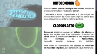 Produz a maior parte da energia das células, através do
processo chamado de respiração celular.
O tamanho, a forma, a quantidade e a distribuição das
mitocôndrias variam de acordo com o tipo de célula. Elas
ainda possuem o seu próprio material genético.
Organelas presentes apenas em células de plantas e
algas, nas regiões que ficam iluminadas. Possuem cor
verde devido à presença de clorofila e são responsáveis
pela realização da fotossíntese.
(converte energia luminosa em química).
Além disso, os cloroplastos são capazes de sintetizar
aminoácidos e lipídeos, que constituem a sua membrana.
 