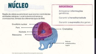 Região da célula eucarionteem que ocorreo controledas
atividades celulares. Local ondeencontramos os
cromossomos. Síntese dos diferentes tipos de RNA.
IMPORTÂNCIA
Armazenar informações
genéticas.
Garantir a hereditariedade
Garantir a expressão dos genes
 