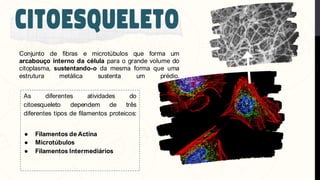 Conjunto de fibras e microtúbulos que forma um
arcabouço interno da célula para o grande volume do
citoplasma, sustentando-o da mesma forma que uma
estrutura metálica sustenta um prédio.
● Filamentos de Actina
● Microtúbulos
● Filamentos Intermediários
As diferentes atividades do
citoesqueleto dependem de três
diferentes tipos de filamentos proteicos:
 