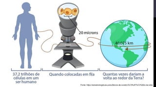 Fonte: https://askabiologist.asu.edu/blocos-de-constru%C3%A7%C3%A3o-da-vida
 