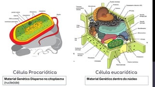 Célula eucariótica
Célula Procariótica
Material Genético Dispersono citoplasma
(nucleóide)
Material Genético dentro do núcleo
 