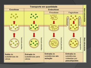  SOLUÇÃO B : SOLUÇÃO HIPERTÔNICA – solução mais concentrada,isto é,possui mais soluto por unidade de solvente. 