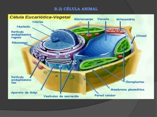  Importância: Íons K+ - síntese de proteínas e algumas etapas da respiração.Além disso a bomba sódio-potássio é importante na produção de diferença de cargas elétricas nas membranas,especialmente das células nervosas e musculares,propiciando a transmissão de impulsos elétricos através dessas células.ENDOCITOSES Importância: Íons K+ - síntese de proteínas e algumas etapas da respiração.Além disso a bomba sódio-potássio é importante na produção de diferença de cargas elétricas nas membranas,especialmente das células nervosas e musculares,propiciando a transmissão de impulsos elétricos através dessas células.ENDOCITOSES
