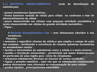 Importância: Íons K+ - síntese de proteínas e algumas etapas da respiração.Além disso a bomba sódio-potássio é importante na produção de diferença de cargas elétricas nas membranas,especialmente das células nervosas e musculares,propiciando a transmissão de impulsos elétricos através dessas células. 