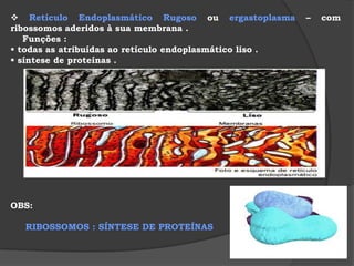 D) ENDOCITOSES Partículas maiores não conseguem atravessar a membrana,mas podem ser incorporadas à célula através de endocitose,que podem ocorrer por dois processos básicos:a FAGOCITOSE e a PINOCITOSE.FAGOCITOSE: ingestão de partículas SÓLIDAS pela célula.O material ingerido fica no interior de uma vesícula grande denominada FAGOSSOMO.Nos mamíferos quem realiza a fagocitose são os macrófagos e os neutrófilos (células de defesa). PINOCITOSE: ingestão de partículas LÍQUIDAS pela célula.As partículas ingeridas por pinocitose ficam no interior de pequenas vesículas denominadas PINOSSOMOS.Podem servir como alimento para as células. 