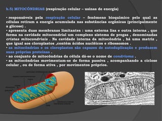 MICROTÚBULOSOCOS – constituídos por proteínas chamadas TUBULINA, organizam as fibras protéicas que orientam o movimento dos cromossomos durante a divisão celular , além de participarem da formação dos centríolos , cílios e flagelos .  OBS ! O citoesqueleto pode ser considerado uma citomusculatura , uma vez que atua como uma espécie de musculatura celular .   