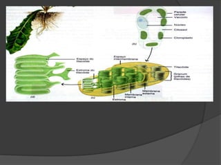 B) ORGANELAS CITOPLASMÁTICAS  São estruturas citoplasmáticas especializadas na realização de determinadas funções que permitem a manutenção da vida na célula . São elas : retículo endoplasmático , ribossomos , complexo golgiense , lisossomos , plastos , mitocôndrias ,  vacúolos , centríolos e peroxissomos.		B.1) CÉLULA ANIMAL   