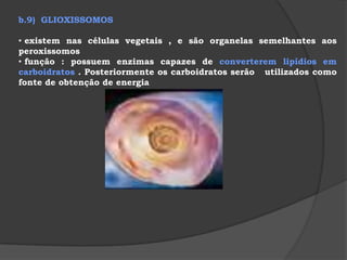  pouco desenvolvida em células com pequena atividade metabólica e muito desenvolvido em células de grande atividade metabólica . 