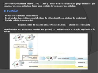  auxilia a circulação intracelular , permitindo um maior deslocamento de partículas de uma região para  outra do citoplasma.