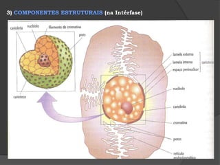 regula a pressão osmótica , uma vez que as substâncias armazenadas podem determinar uma alteração na concentração do suco celular . 