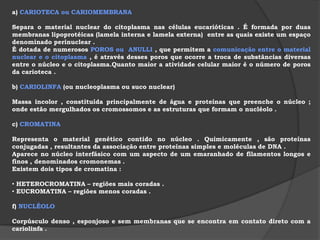 produz lipídios , principalmente esteróides .   