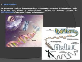  Retículo Endoplasmático Rugoso ou ergastoplasma – com ribossomos aderidos à sua membrana .Funções : todas as atribuídas ao retículo endoplasmático liso .