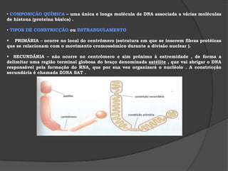  síntese de proteínas . OBS:       RIBOSSOMOS : SÍNTESE DE PROTEÍNAS   