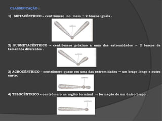 b.2) COMPLEXO GOLGIENSE- centro de armazenamento , transformação e ″exportação″ de substâncias   consiste em um sistema de membranas lisas que formam vesículas e sacos achatados , dispostos paralelamente . 