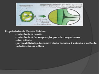 Propriedades da Parede Celular: resistência à tensão