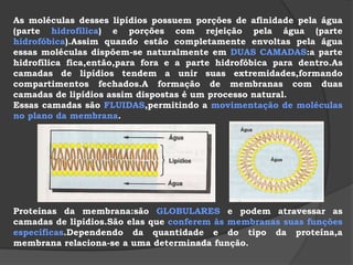 permeabilidade,não constituindo barreira à entrada e saída de      substâncias na célula