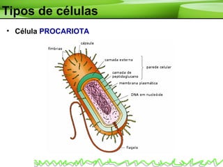 Tipos de células
• Célula PROCARIOTA
 