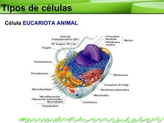 Célula EUCARIOTA ANIMAL
Tipos de células
 