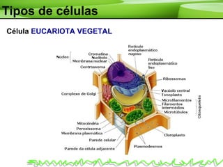 Tipos de células
Célula EUCARIOTA VEGETAL
 