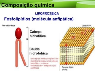 Composição química
LIPOPROTEICA
Fosfolipídios (molécula anfipática)
 