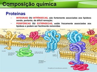 Composição química
Proteínas
– INTEGRAIS OU INTRÍNSECAS, são fortemente associadas aos lipídeos
sendo, portanto, de difícil remoção;
– PERIFÉRICAS OU EXTRÍNSECAS, estão fracamente associadas aos
lipídeos e podem ser facilmente removidas
 