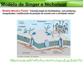 Modelo de Singer e Nicholson
Modelo Mosaico Fluido: “Camada dupla de fosfolipídios, com proteínas
mergulhadas, modificando de posição de acordo com a atividade celular”
 