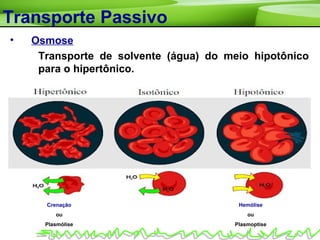 Transporte Passivo
• Osmose
Transporte de solvente (água) do meio hipotônico
para o hipertônico.
Hemólise
ou
Plasmoptise
Crenação
ou
Plasmólise
 