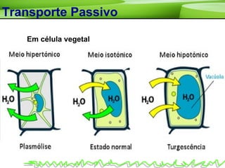 Transporte Passivo
Em célula vegetal
 