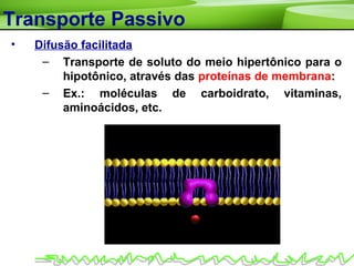 Transporte Passivo
• Difusão facilitada
– Transporte de soluto do meio hipertônico para o
hipotônico, através das proteínas de membrana:
– Ex.: moléculas de carboidrato, vitaminas,
aminoácidos, etc.
 