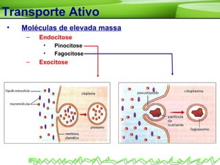 Transporte Ativo
• Moléculas de elevada massa
– Endocitose
• Pinocitose
• Fagocitose
– Exocitose
 